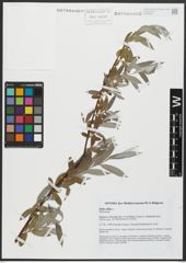Foto von Salix alba L.
